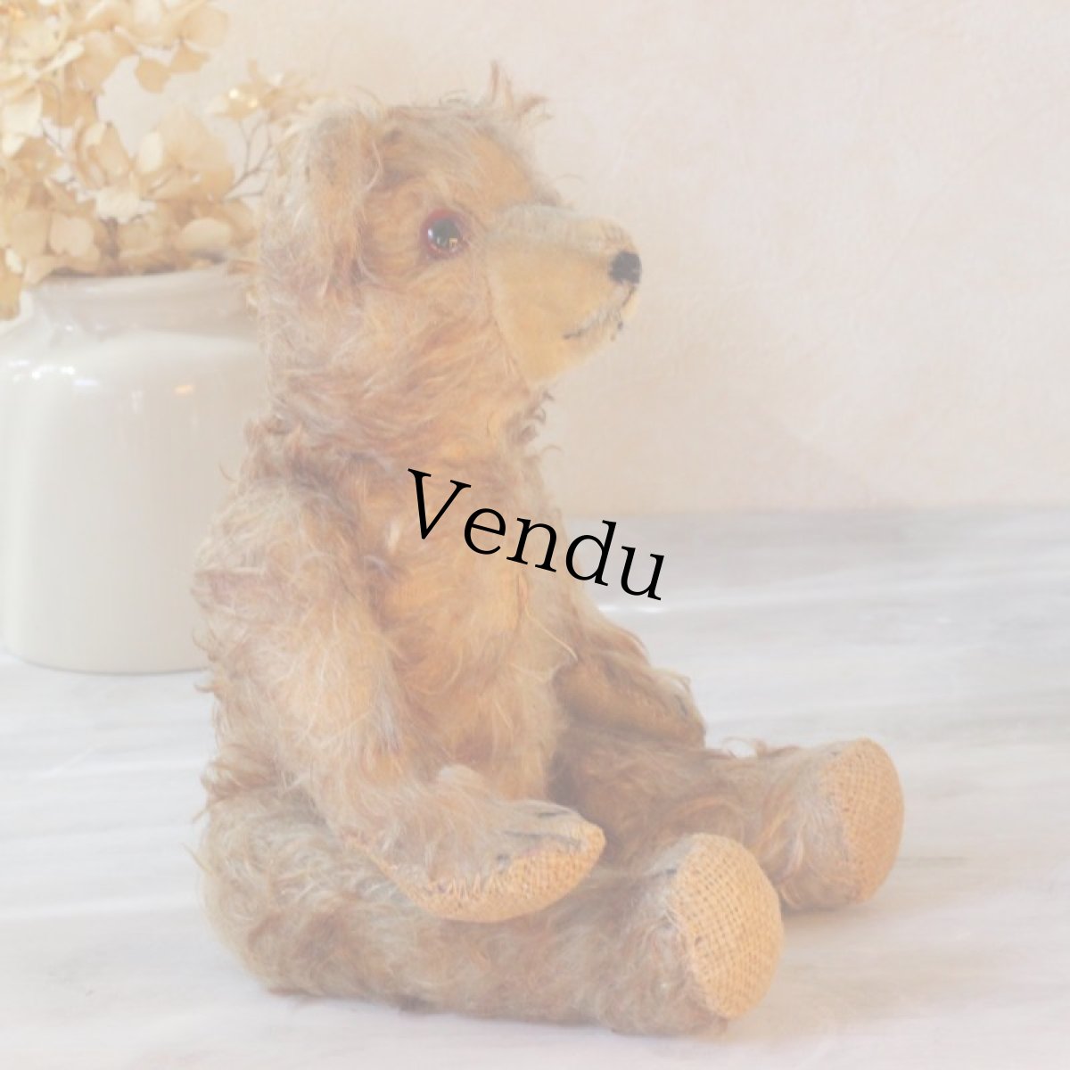 画像8: French Teddy Bear (8)