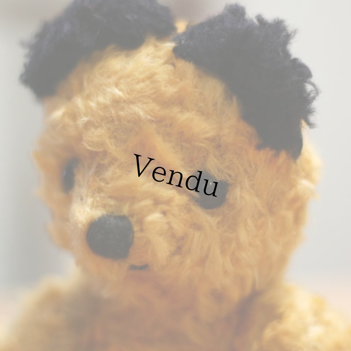 画像5: Sooty Bear (5)