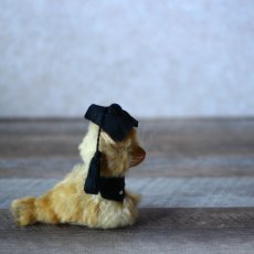 画像3: Graduate Cat (3)