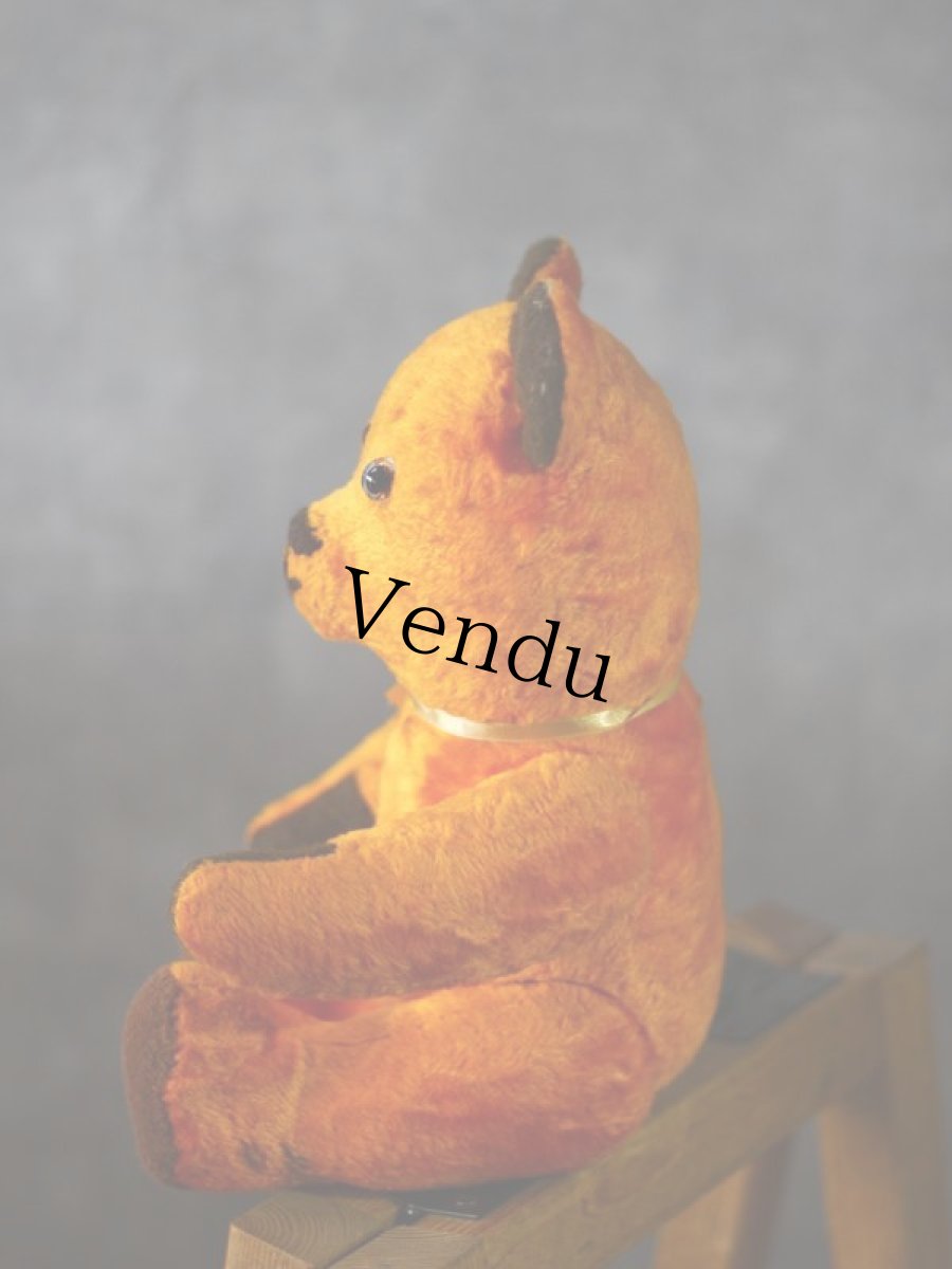 画像9: French Bear (9)