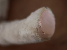 画像11: ハンガリアン アンティークベア/Hungarain＊ (11)