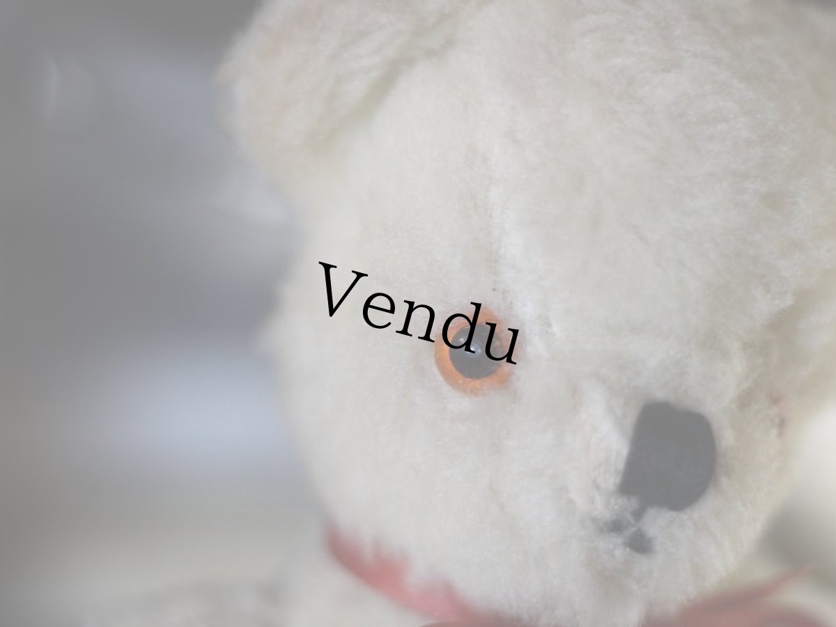 画像10: Pedigree Bear/British＊ (10)