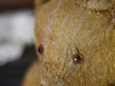 画像11: Antique Bear 14in (11)