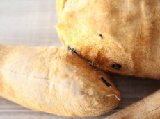 画像10: French Bear/紺のリボン (10)