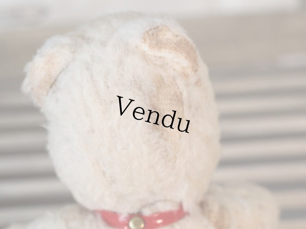 画像13: 赤い首輪のフレンチベア (13)