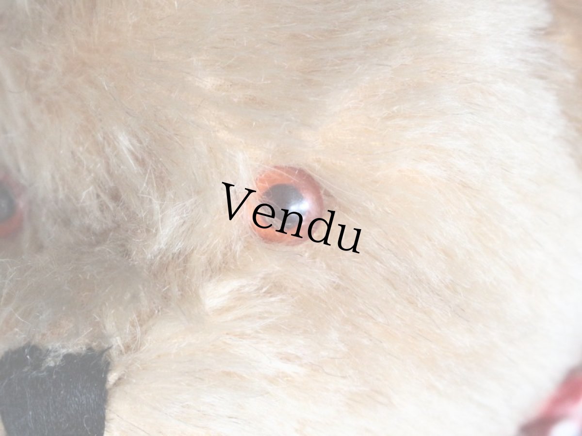 画像4: Antique Bear Chiltern/British (4)