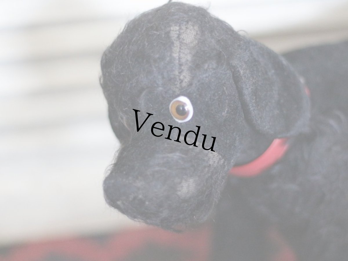 画像3: 赤い首輪のワンコ/フランス蚤の市 (3)