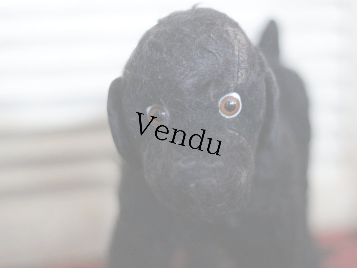 画像2: 赤い首輪のワンコ/フランス蚤の市 (2)