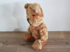 画像5: Antique Bear 11.5in /France (5)