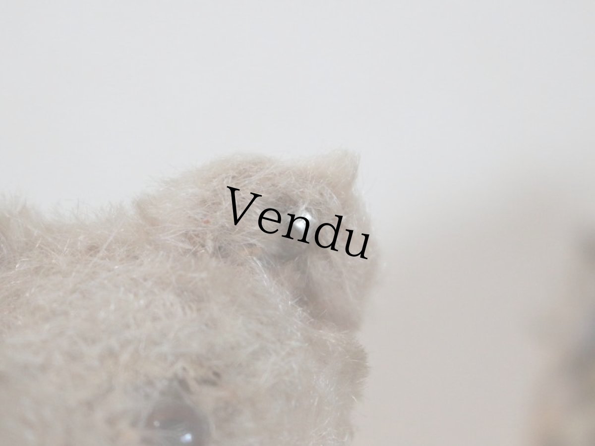 画像5: RARE!!Antique Steiff Original Bear / US ZONE (5)