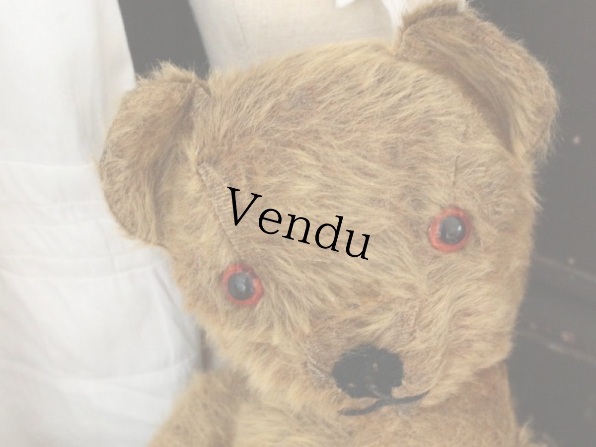 画像5: Antique Dress Bear /16 1/2in / British (5)