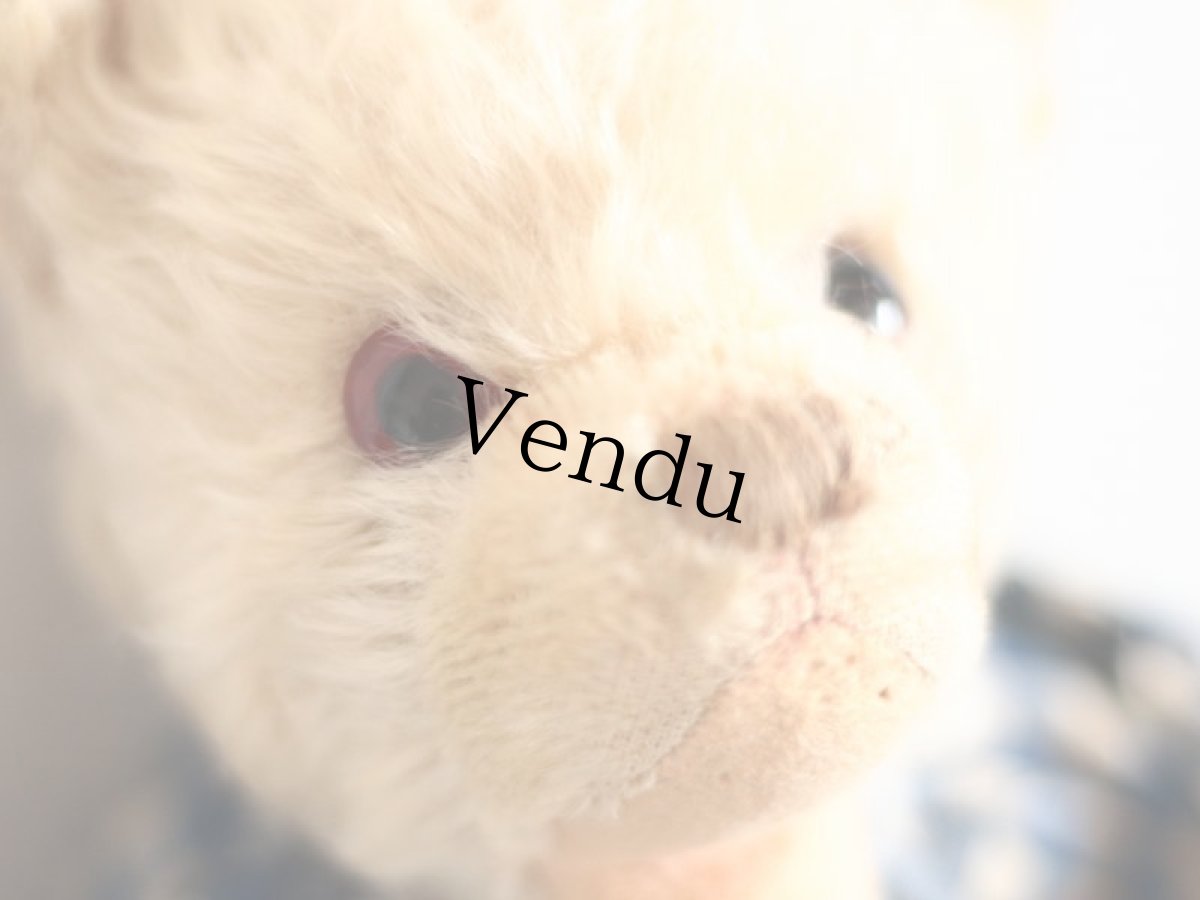 画像12: Cute Gingham Check Flip Bear&Bunny (12)