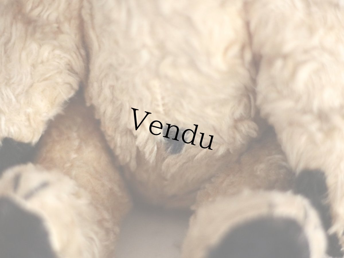 画像6: SOOTY BEAR / British (6)