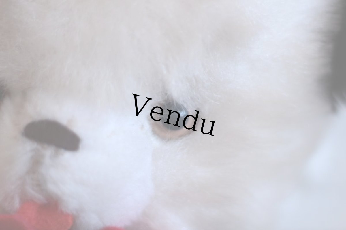 画像4: Cute!! White&Black Bear  (4)