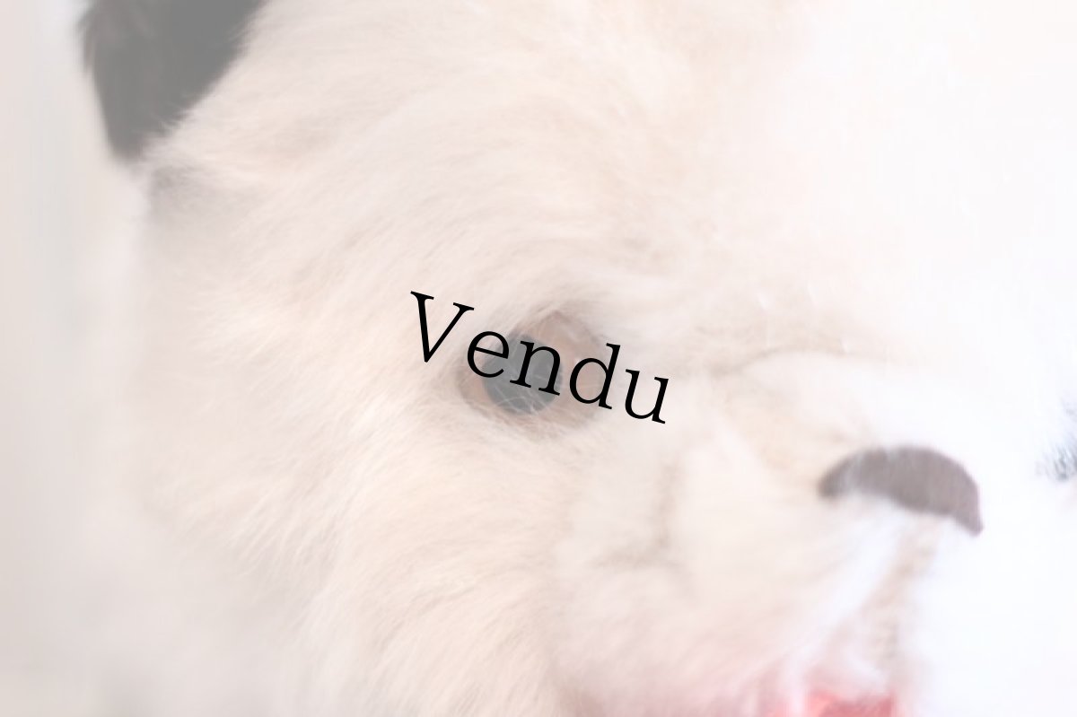 画像3: Cute!! White&Black Bear  (3)