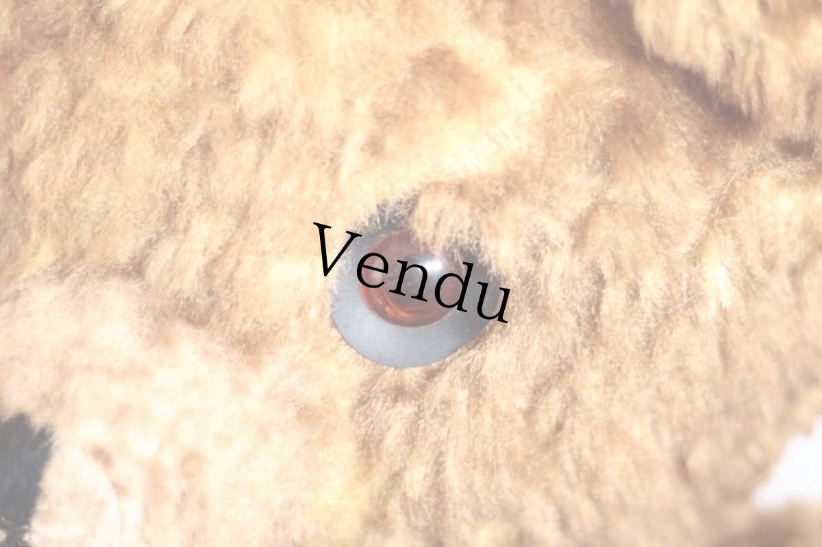 画像6: BIG!! Antique Teddy Bear  (6)