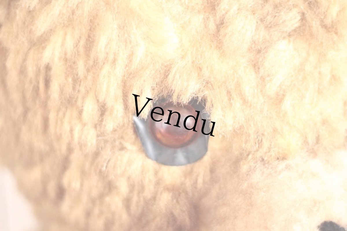 画像5: BIG!! Antique Teddy Bear  (5)