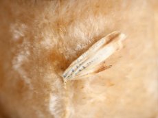 画像11: Antique Knickerbocker Kitty (11)