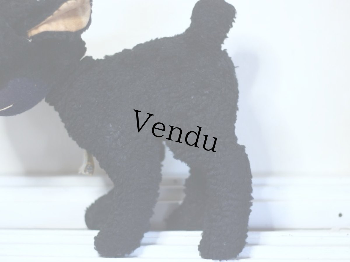 画像5: RARE!!Antique Knickerbocker Black Lamb (5)