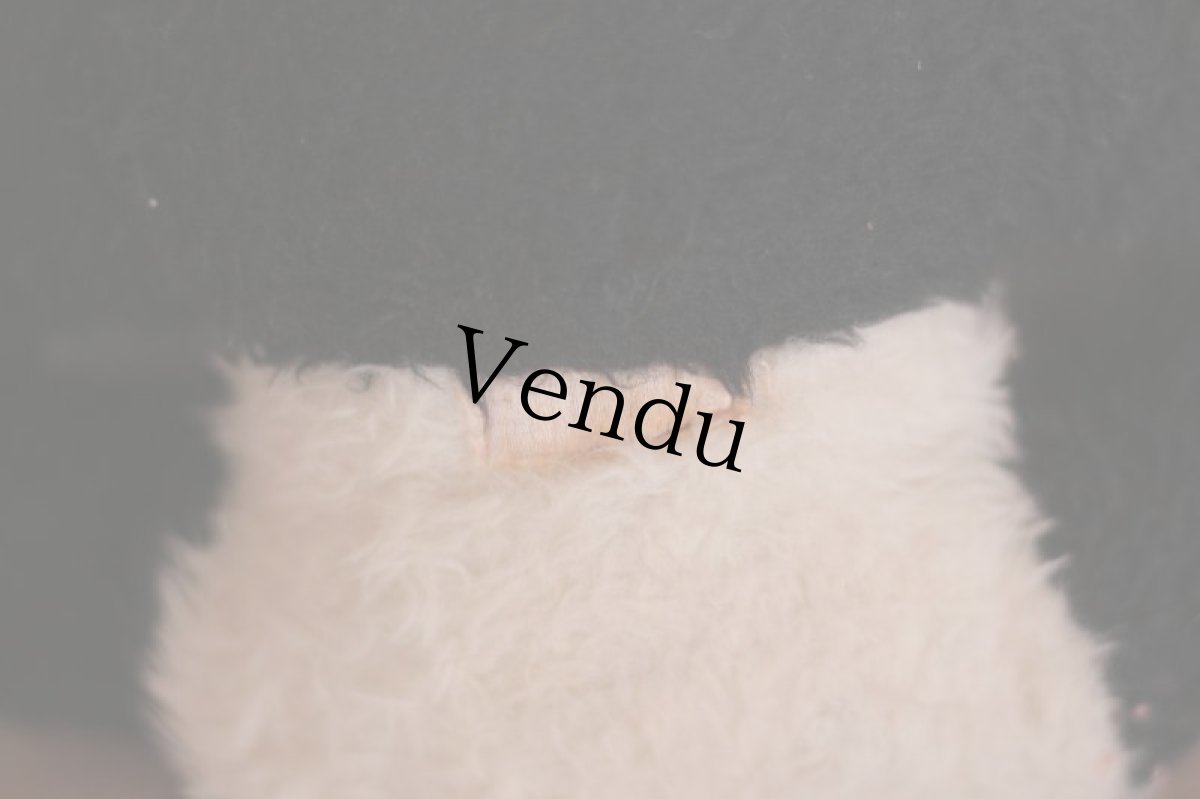 画像9: RARE!! Wendy Boston Panda/British (9)