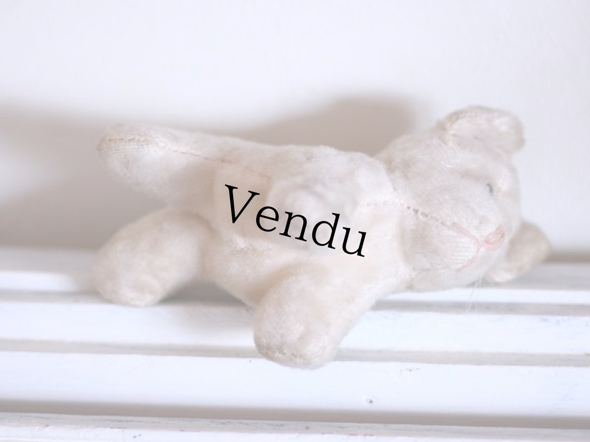 画像8: cute french cat /France (8)