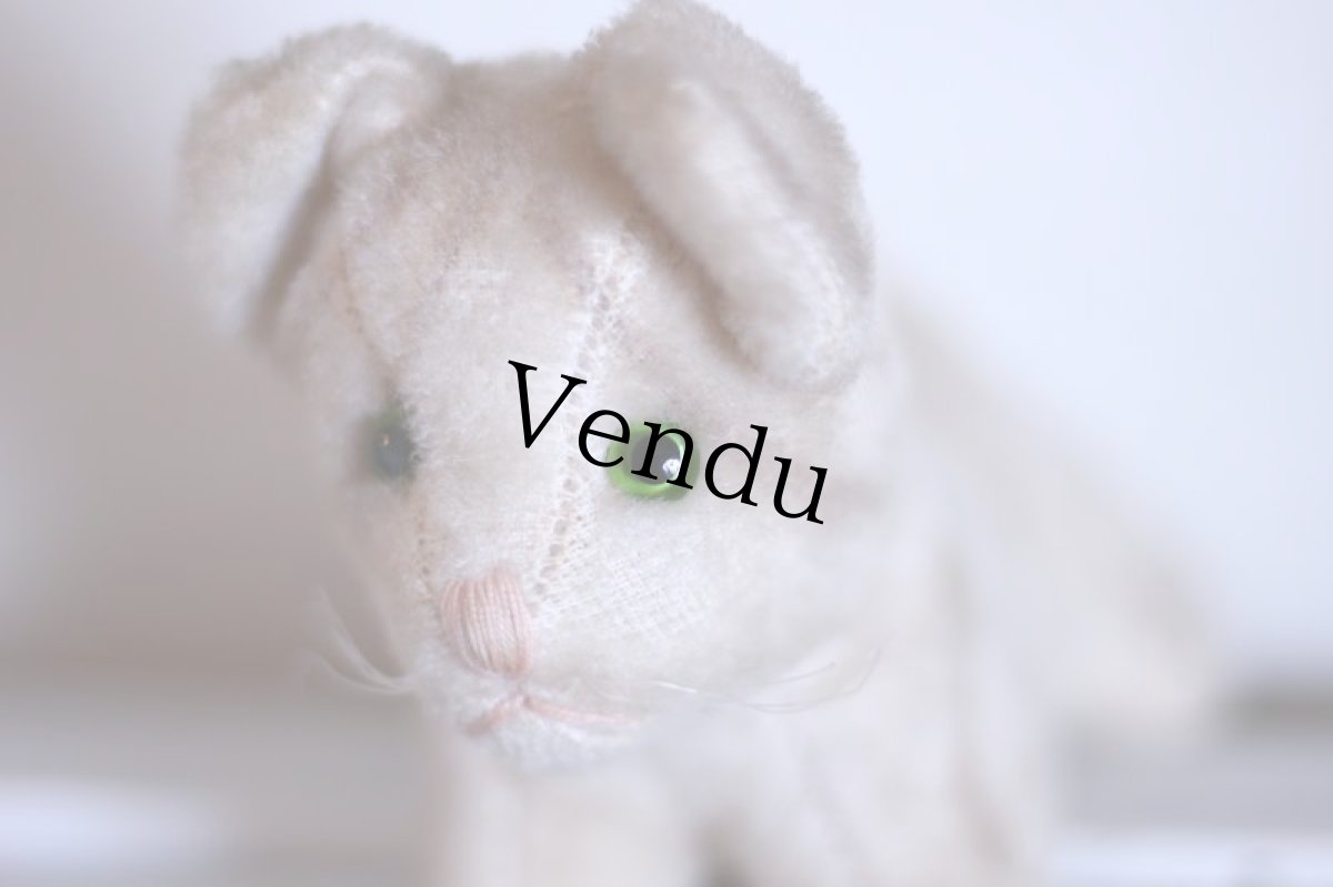 画像3: cute french cat /France (3)