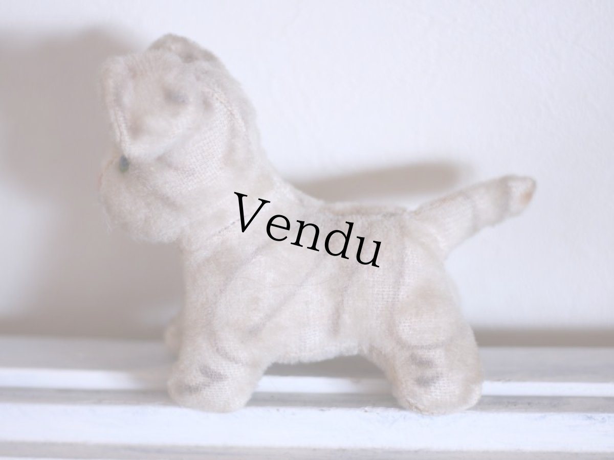 画像5: cute french cat /France (5)