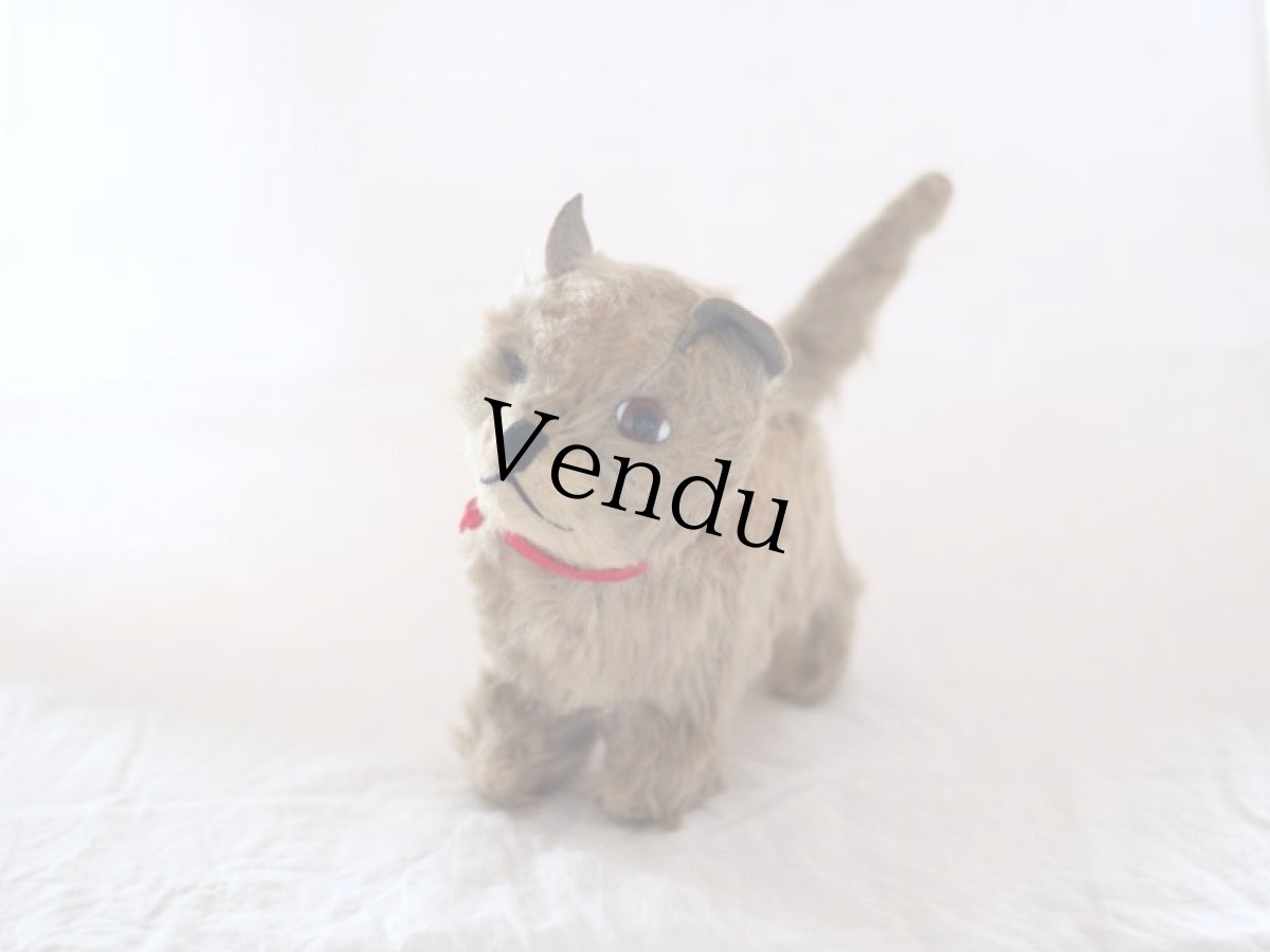 画像1: RARE!! Chiltern Cat /British (1)