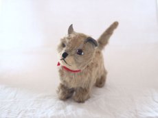 画像1: RARE!! Chiltern Cat /British (1)