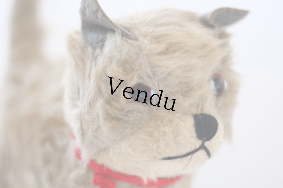 画像3: RARE!! Chiltern Cat /British (3)