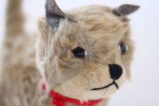 画像3: RARE!! Chiltern Cat /British (3)