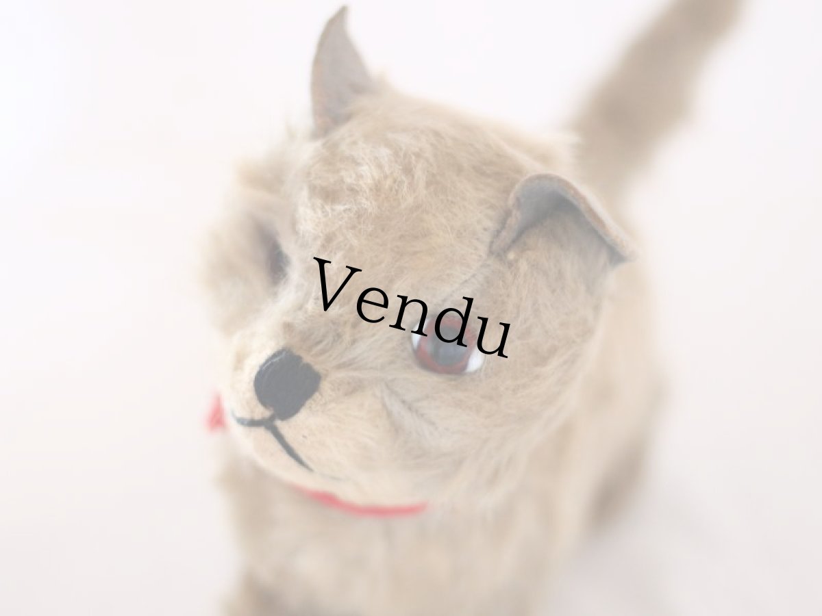 画像9: RARE!! Chiltern Cat /British (9)