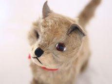 画像9: RARE!! Chiltern Cat /British (9)