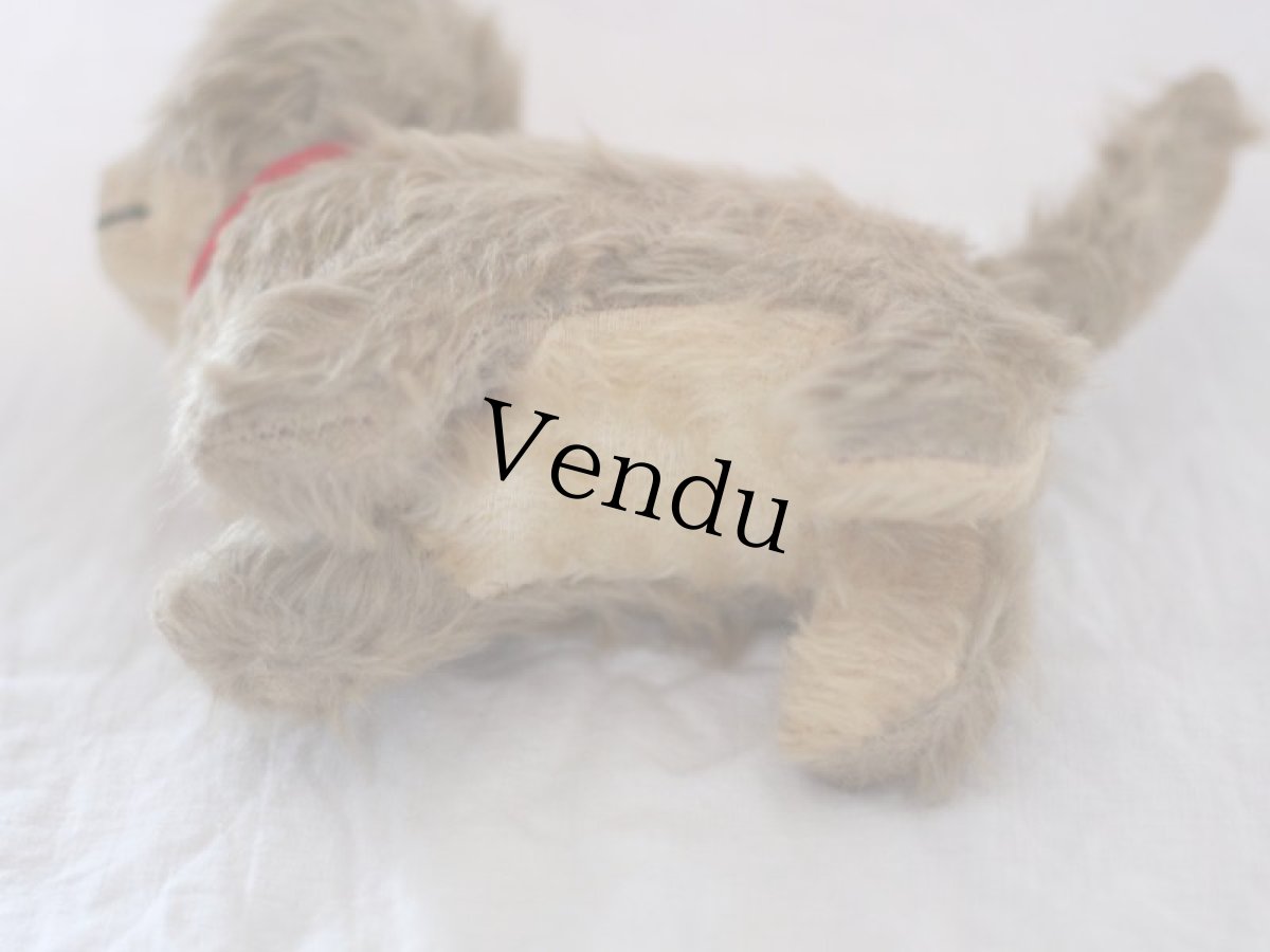 画像10: RARE!! Chiltern Cat /British (10)