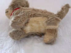 画像10: RARE!! Chiltern Cat /British (10)