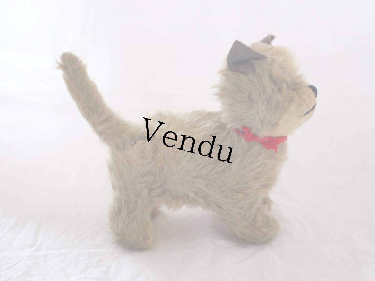 画像6: RARE!! Chiltern Cat /British (6)