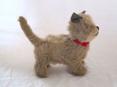 画像6: RARE!! Chiltern Cat /British (6)