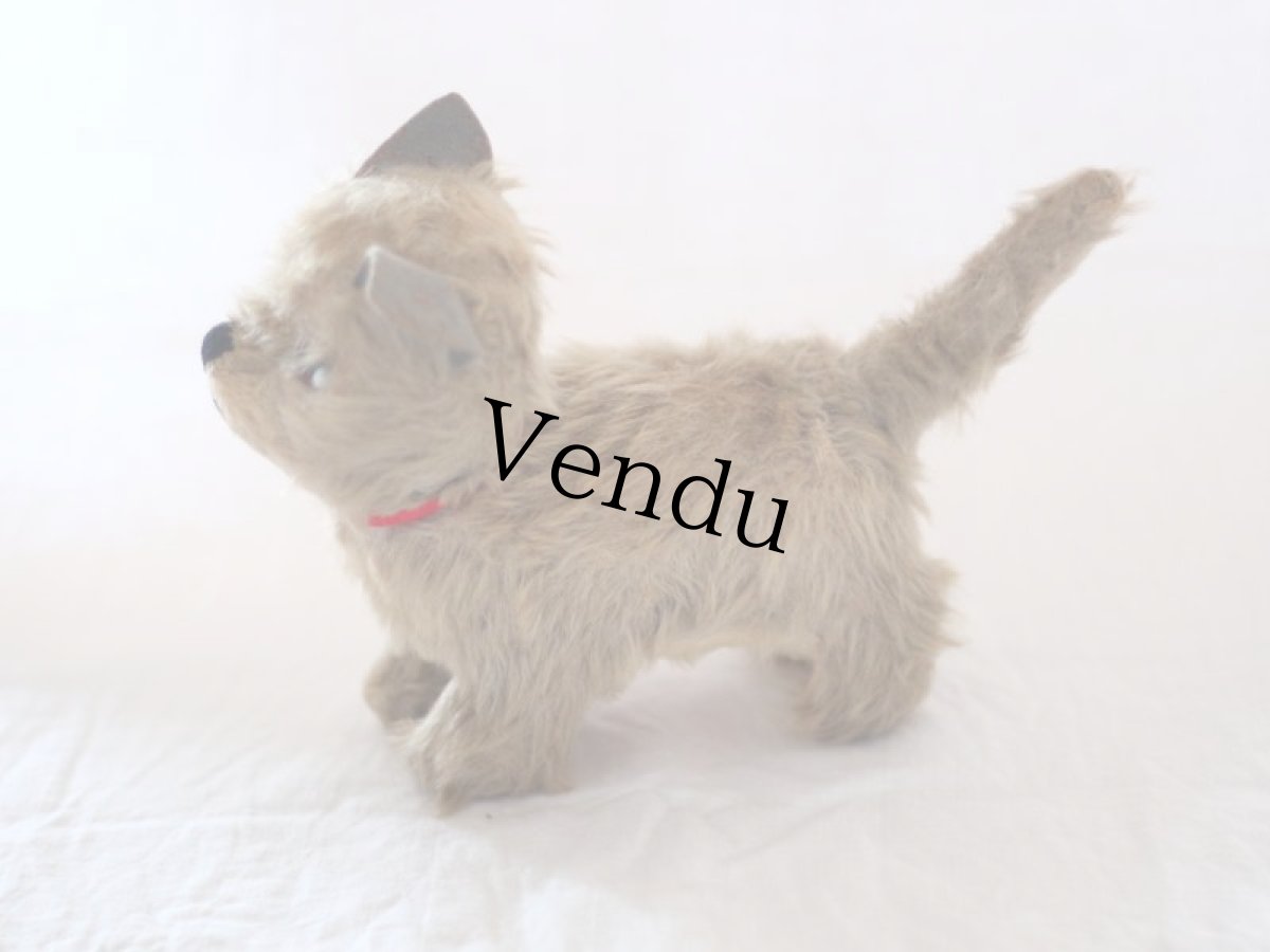 画像5: RARE!! Chiltern Cat /British (5)