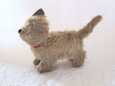 画像5: RARE!! Chiltern Cat /British (5)