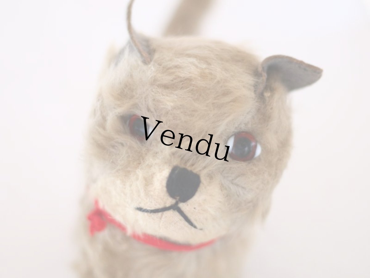 画像4: RARE!! Chiltern Cat /British (4)