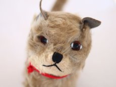 画像4: RARE!! Chiltern Cat /British (4)