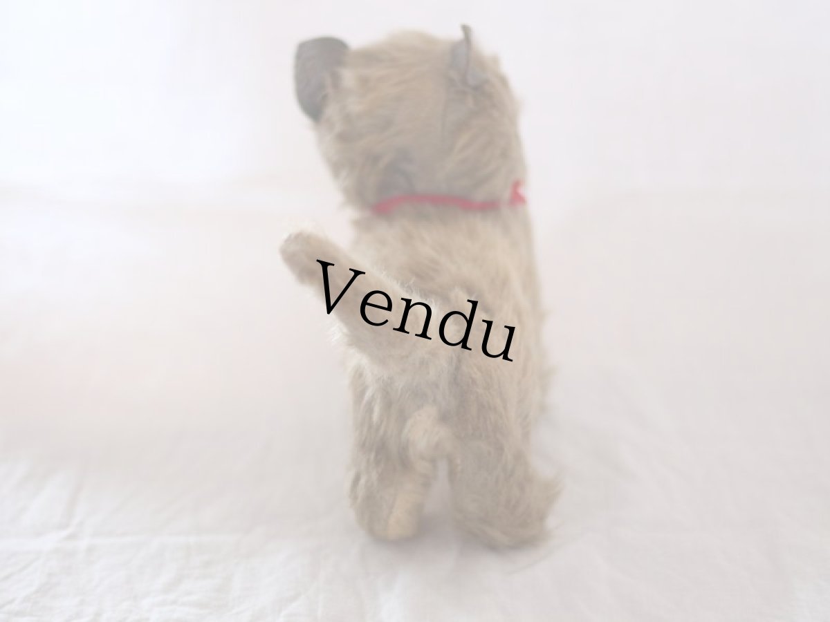 画像7: RARE!! Chiltern Cat /British (7)