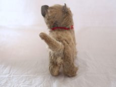 画像7: RARE!! Chiltern Cat /British (7)