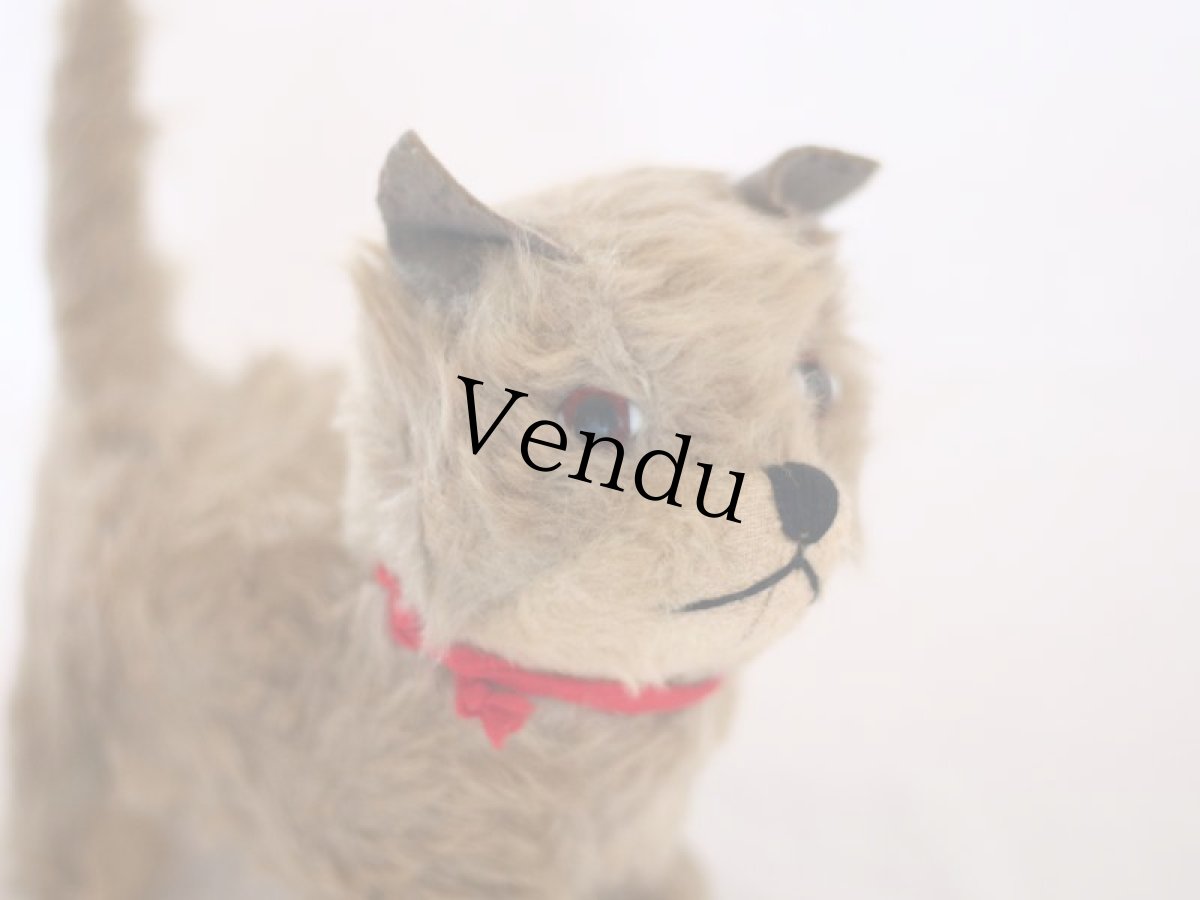 画像8: RARE!! Chiltern Cat /British (8)