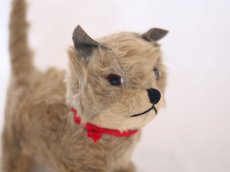 画像8: RARE!! Chiltern Cat /British (8)