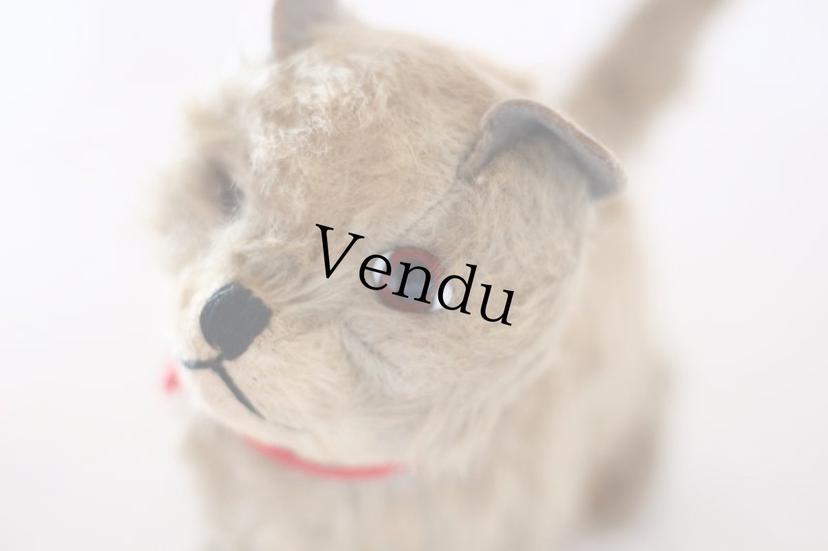 画像2: RARE!! Chiltern Cat /British (2)