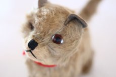 画像2: RARE!! Chiltern Cat /British (2)