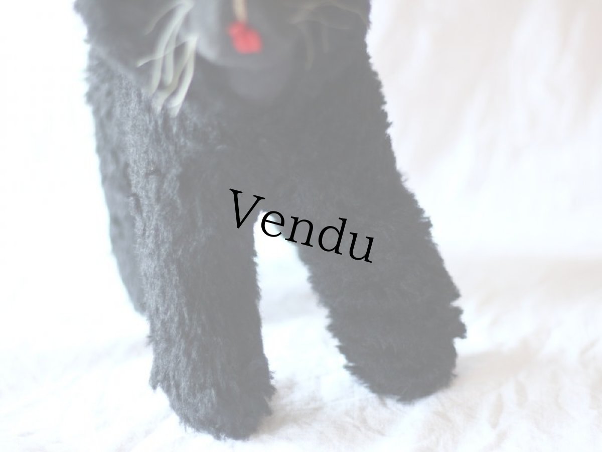 画像3: Antique french black cat/フランス蚤の市 (3)