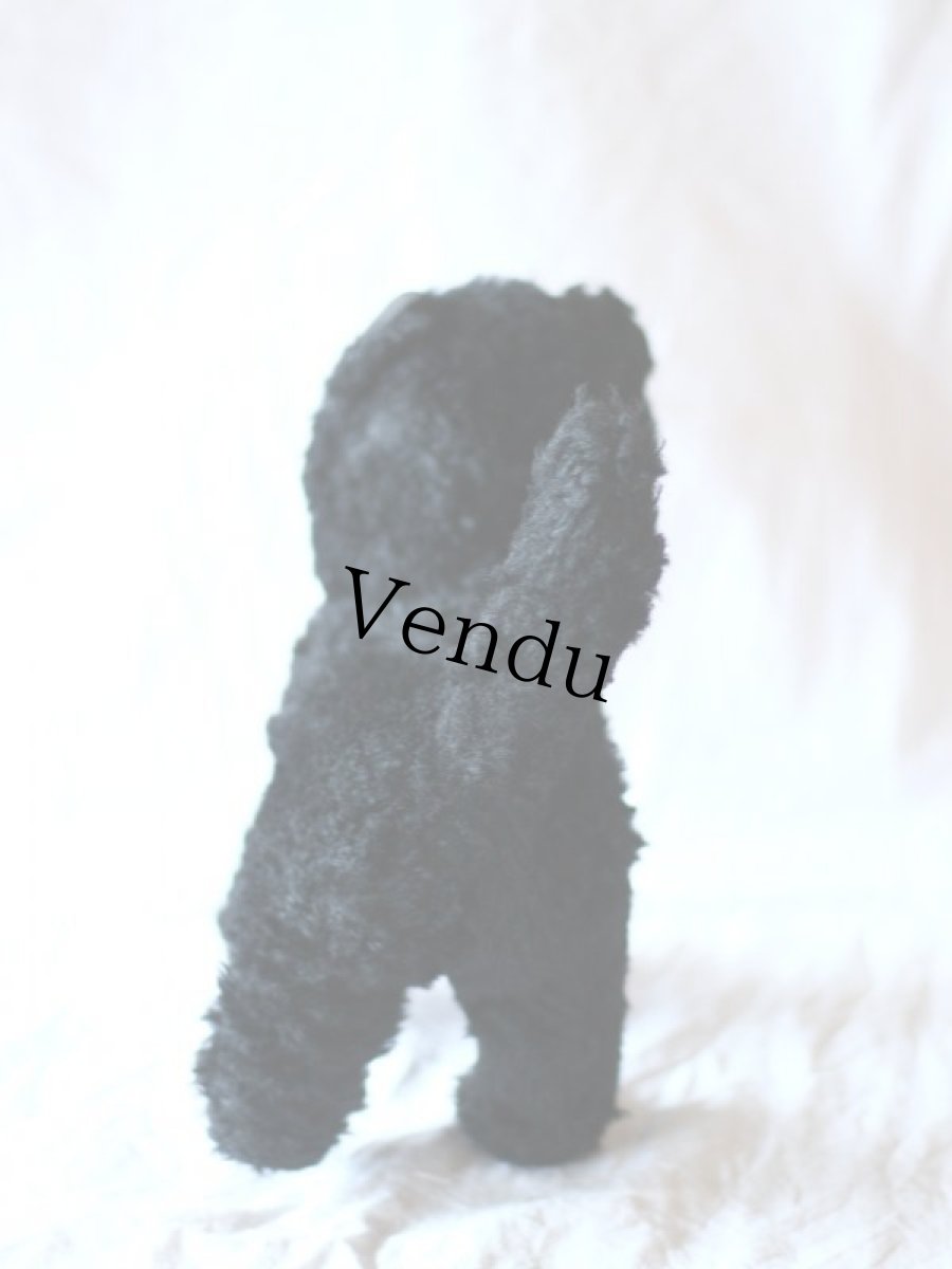 画像6: Antique french black cat/フランス蚤の市 (6)