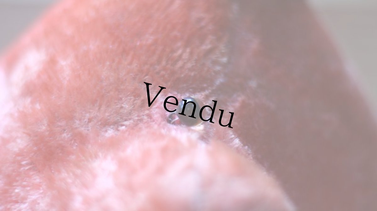 画像12: RARE!!Pink Le Jouet Paris Massy/J.P.M. Bear/size BIG LLL 50cm/France (12)